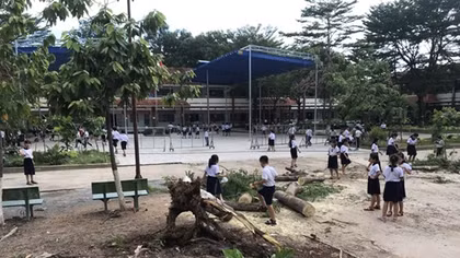Thêm cây phượng bật gốc, rất may không thương vong về người