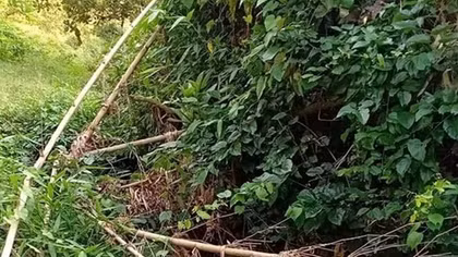 Đi hái rau, phát hiện thi thể còn một nửa trong bụi rậm