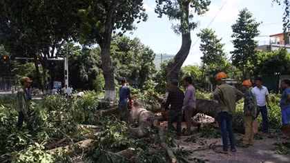 Thanh lý hàng cây xà cừ 37 năm tuổi vì nâng cấp tuyến đường