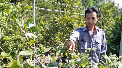 Gần Tết, kẻ xấu phá vườn mai thiệt hại hơn nửa tỷ đồng