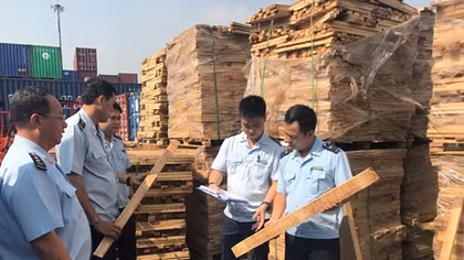 Bắt giữ 25 container gỗ xẻ xuất khẩu nghi trốn thuế 