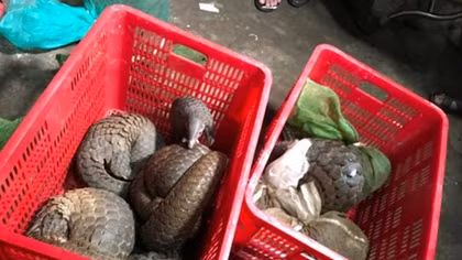 Triệt phá điểm mua bán động vật hoang dã quý hiếm số lượng lớn