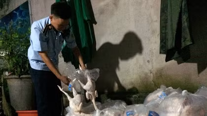 Hơn 2 tạ thịt gà “bẩn” chuẩn bị tuồn ra thị trường