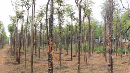Người dân lao đao vì tiêu chết hàng loạt ở Bình Phước