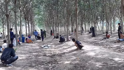 Bắt 22 con bạc đang sát phạt trong vườn cao su 
