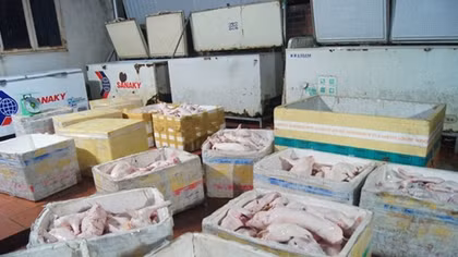 1,3 tấn heo sữa không nguồn gốc trong tủ đông lạnh chờ Tết 