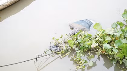Thi thể người đàn ông nổi lẫn trong đám lục bình