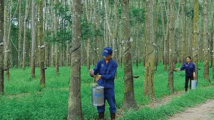 Bình Dương thu hồi hơn 340ha đất trồng cây cao su