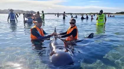 New Zealand chạy đua thời gian giải cứu hàng loạt cá voi mắc cạn
