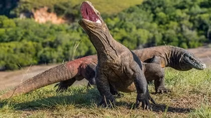 Indonesia quyết đóng cửa đảo Komodo để bảo tồn loài rồng quý