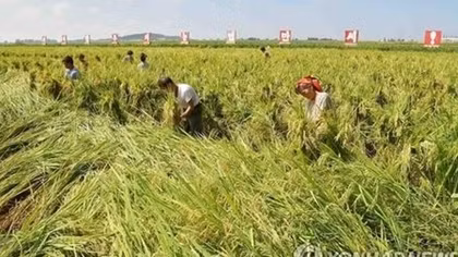Nghiên cứu tiết lộ thực trạng thiếu lương thực tại Triều Tiên