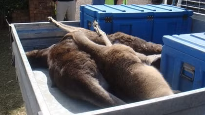 Truy lùng "xe điên" tông chết 20 chú kangaroo trong đêm