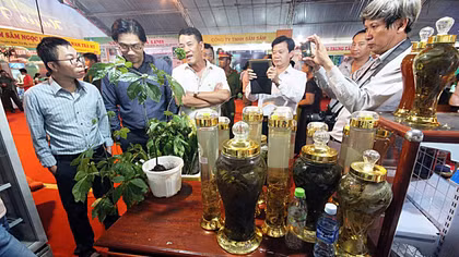 Mua sâm Ngọc Linh chính hiệu ở đâu?