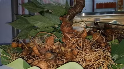 Đầu năm mới, mở lại phiên chợ sâm Ngọc Linh