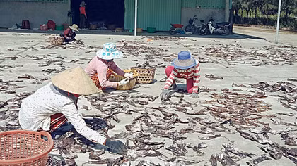 Ngư dân "hái" tiền tỷ từ chuyến câu mực khơi đầu năm