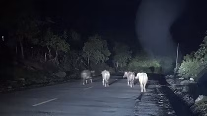 Nguy cơ TNGT vì trâu bò thả rông trên đường Hồ Chí Minh