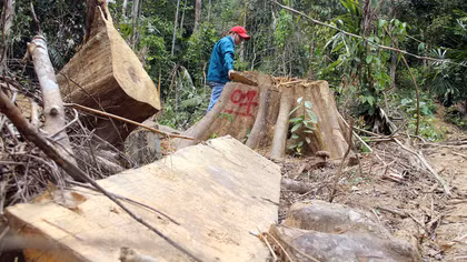 “Lâm tặc” băm nát rừng phòng hộ ở Đông Giang