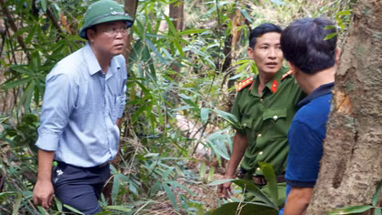 Kiên quyết làm rõ đến cùng vụ phá rừng pơ mu ở khu vực biên giới