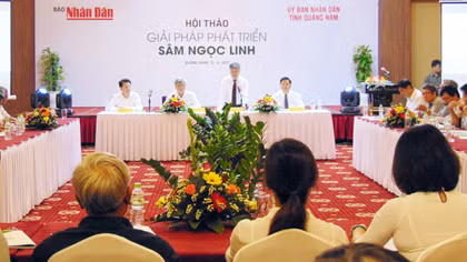 Tìm hướng phát triển bền vững sâm Ngọc Linh