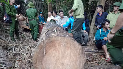 Cuộc “đại phẫu” lực lượng quản lý rừng ở Quảng Nam