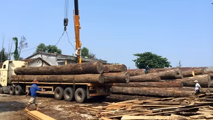 Gỗ rơi đè trúng người, lái xe tử vong