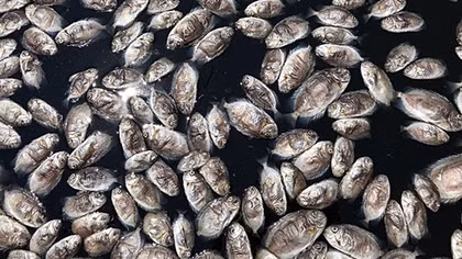 Cá lồng bè ở Hội An chết nổi trắng chưa rõ nguyên nhân