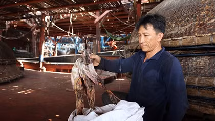Quảng Nam kêu gọi hỗ trợ “giải cứu” mực khơi khô