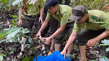 Người dân tự nguyện giao nộp 5 cá thể rùa quý hiếm