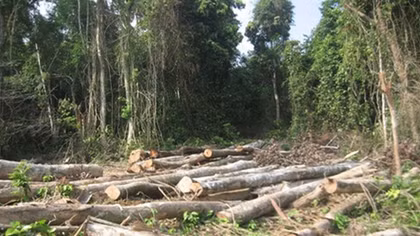 Kháng nghị giám đốc thẩm bản án xử bị cáo hủy hoại hơn 2,2 ha rừng ở Yên Bái