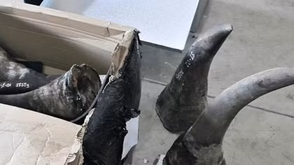 Sừng tê giác và hơn 3 tấn xương động vật hoang dã nhập trái phép qua cảng Tiên Sa