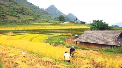 Agribank chung tay giải quyết “bài toán hóc búa” Bảo hiểm nông nghiệp