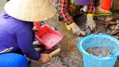 Lại xuất hiện thương lái thu mua “kiểu lạ” ở miền Tây