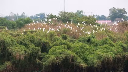 "Ngôi nhà" an toàn của hàng nghìn con cò ở Ninh Bình