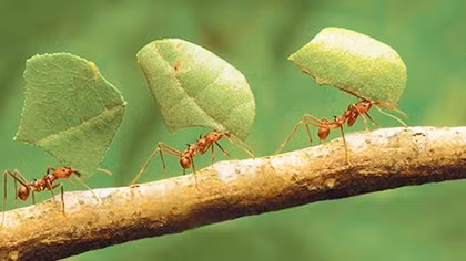Lan man con kiến