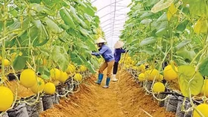 Agribank tiếp sức nông sản Việt ra thế giới
