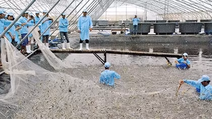 Xây dựng chuỗi giá trị để đẩy mạnh xuất khẩu tôm