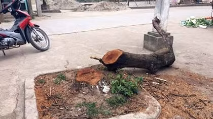 Hà Nội: Cấm tự ý chặt cây xanh khi dẹp vỉa hè ​