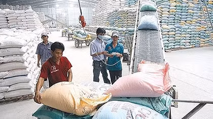 Lập hợp đồng mua bán gạo khống, lừa đảo hơn 351 tỷ đồng 