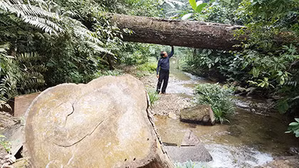  Lời thì thào của mỗi tàng cây