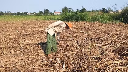 Cây mía Quảng Ngãi đã quá kì thu hoạch