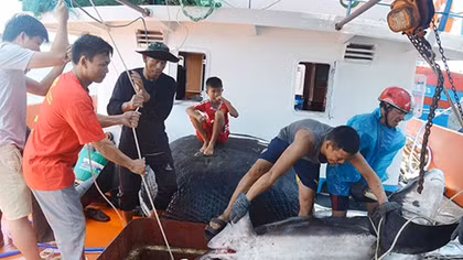 Niềm vui ngày đầu năm mới từ những ngôi làng biển miền Trung