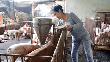 Tết buồn của người nuôi heo ở Đồng Nai