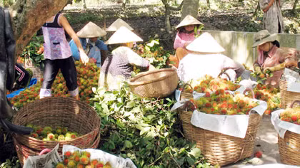 Bài học về xây dựng nông thôn mới nhìn từ thực tế