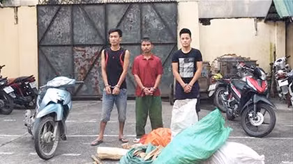Bắt 3 đối tượng trộm cắp và tiêu thụ cây gỗ sưa