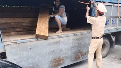 Tạm giữ xe ô tô chở gỗ Pơ mu đi tiêu thụ