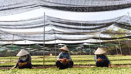 Nghề lạc quan và phóng khoáng
