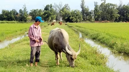Người dân bị thu phí chăn thả trâu bò