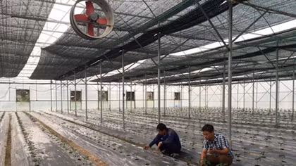 Trồng rau sạch thu tiền tỷ ở Tam Dương (Vĩnh Phúc)