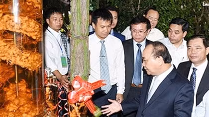 Thủ tướng kỳ vọng sâm Ngọc Linh mang lại giá trị tỷ USD thập niên tới