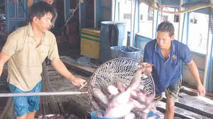 Đồng bằng sông Cửu Long: Giá cá tra tăng, nông dân phấn khởi